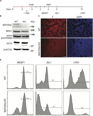 SWI/SNF Component BAF250a Coordinates OCT4 and WNT Signaling Pathway to Control Cardiac Lineage Differentiation